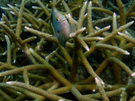 Damselfish in Staghorn Coral IMG 7873